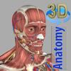 3D Anatomy Icon