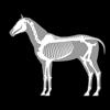 3D Horse Anatomy Software Icon