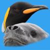 Antarctic Wildlife Guide Icon