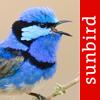 Bird Song Id Australia - Automatic Recognition Icon