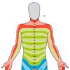 Dermatome Map and Tuning Fork Icon