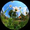 Fisheye & Co Icon