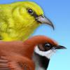 iBird Hawaii & Palau Guide Icon