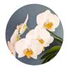 My Orchids Icon