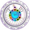 Pregnancy Wheel HD Icon