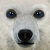 Ultimate Arctic Simulator Icon