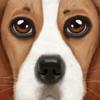 Ultimate Dog Simulator Icon